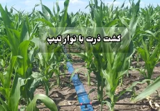 کشت ذرت با نوار تیپ