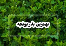 بهترین بذر یونجه