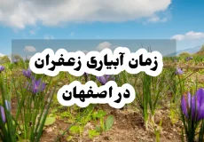 زمان ابیاری زعفران در اصفهان