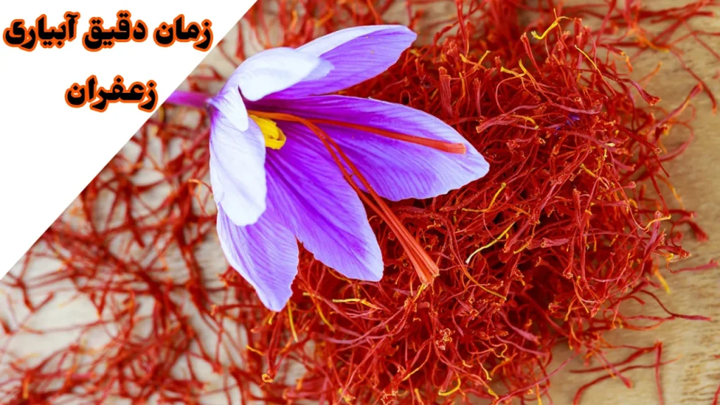 زمان دقیق آبیاری زعفران