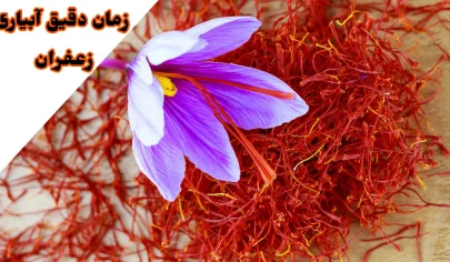 زمان دقیق آبیاری زعفران