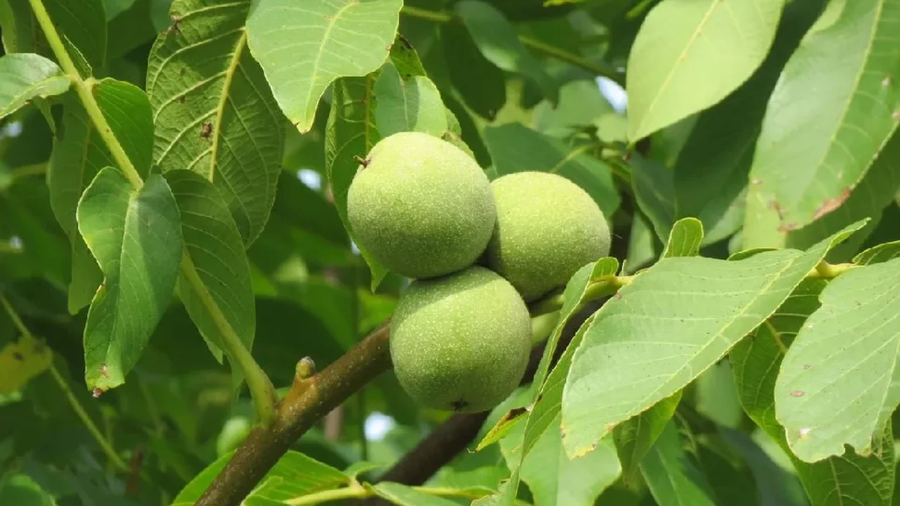 آبیاری زیر سطحی گردو