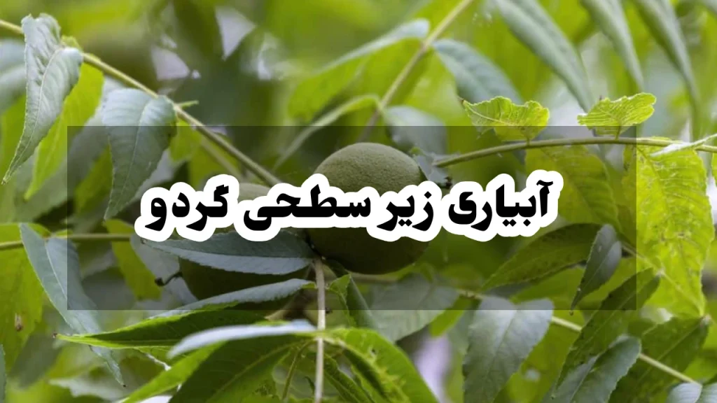 آبیاری زیر سطحی گردو