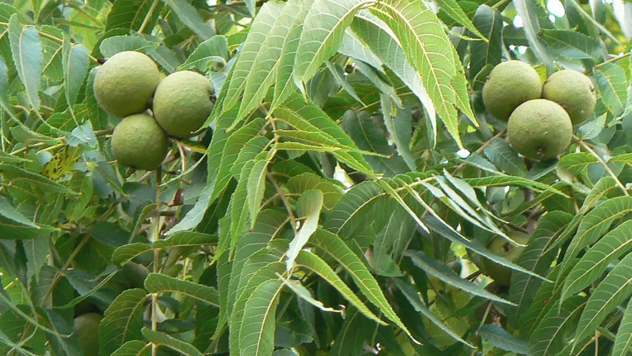 آبیاری زیر سطحی گردو 2