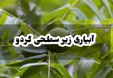 آبیاری زیر سطحی گردو