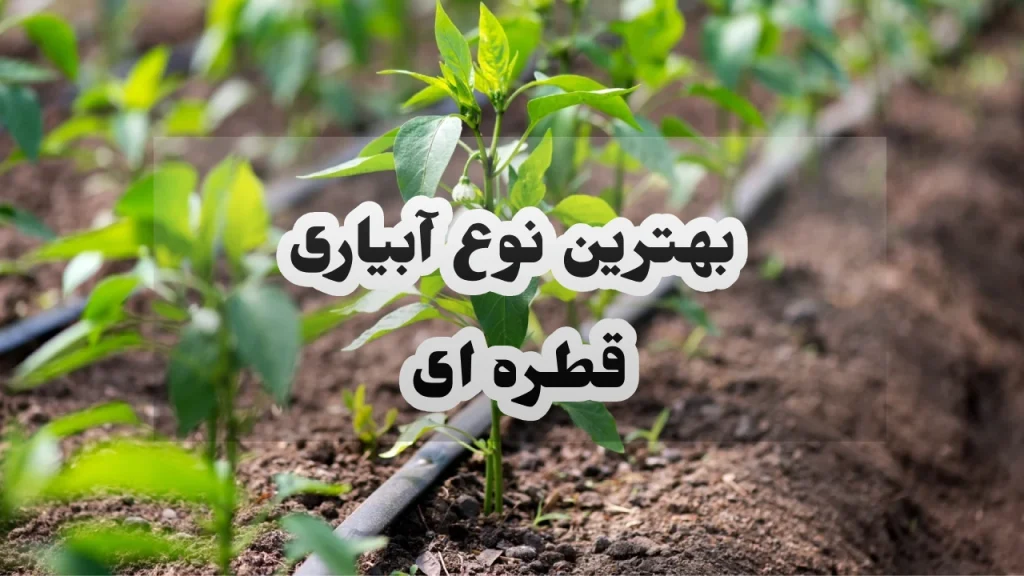 بهترین نوع آبیاری قطره ای