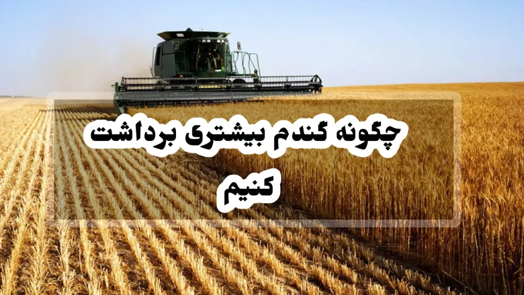 چگونه گندم بیشتری برداشت کنیم 1 چگونه گندم بیشتری برداشت کنیم