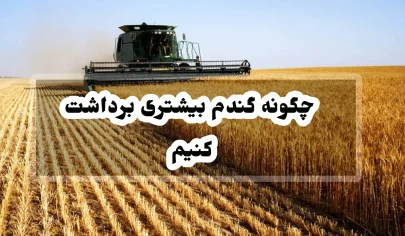 چگونه گندم بیشتری برداشت کنیم