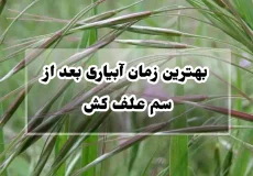 بهترین زمان آبیاری بعد از سم علف کش