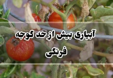 آبیاری بیش از حد گوجه فرنگی