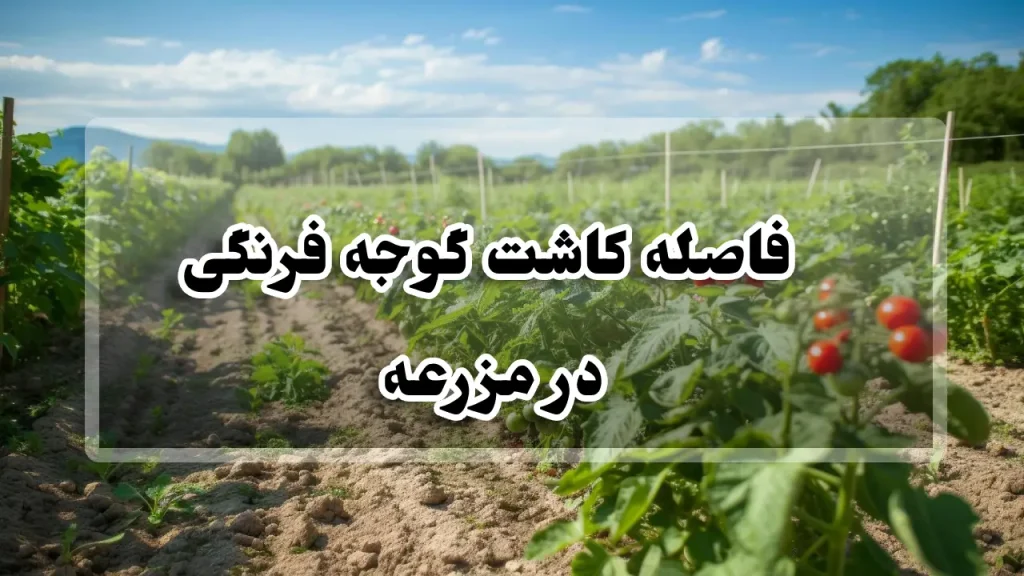 فاصله کاشت گوجه فرنگی در مزرعه