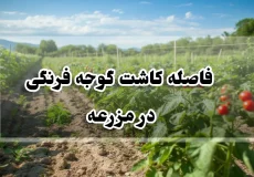 فاصله کاشت گوجه فرنگی در مزرعه