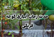 مدت زمان آبیاری گوجه فرنگی