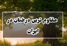 مقاوم ترین درختان در ایران