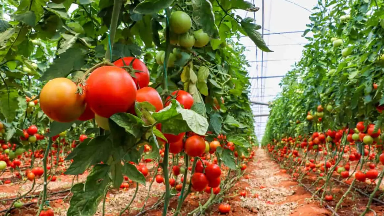 نیاز آبی گوجه فرنگی در هکتار