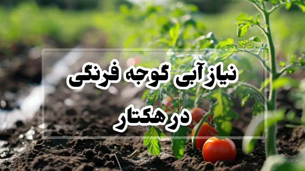 نیاز آبی گوجه فرنگی در هکتار