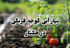 نیاز آبی گوجه فرنگی در هکتار