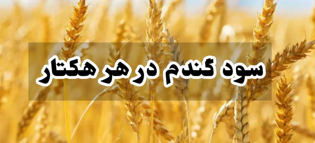 سود گندم در هر هکتار