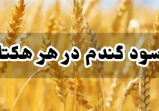 سود گندم در هر هکتار