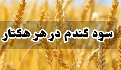 سود گندم در هر هکتار