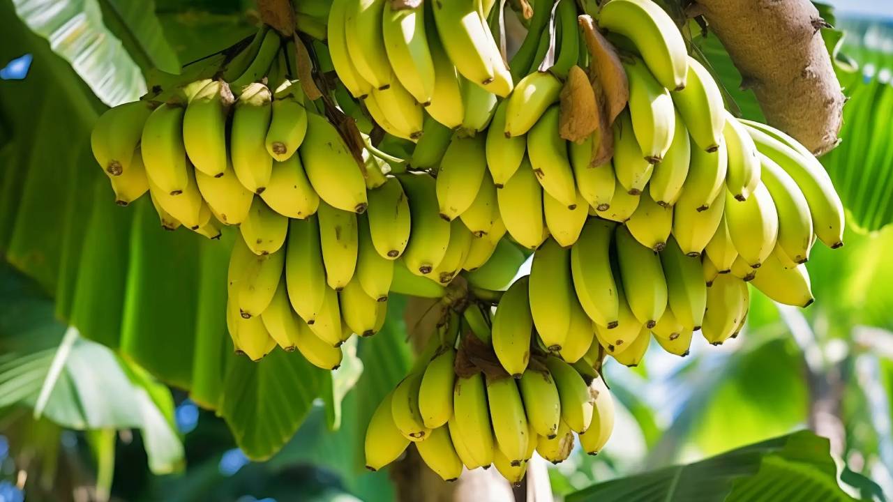 بهترین زمان کود دهی درخت موز