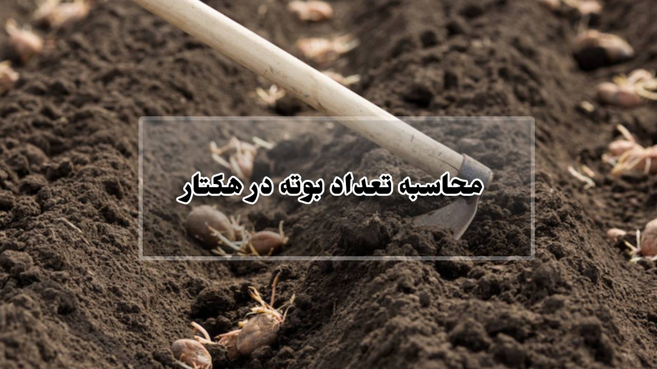 محاسبه تعداد بوته در هکتار