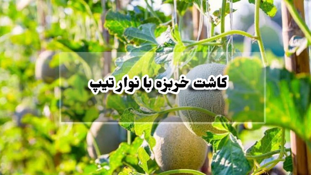 کاشت خربزه با نوار تیپ 1 کاشت خربزه با نوار تیپ