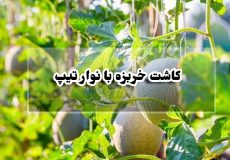 کاشت خربزه با نوار تیپ