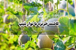 کاشت خربزه با نوار تیپ