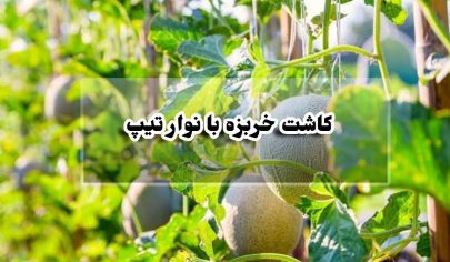 کاشت خربزه با نوار تیپ